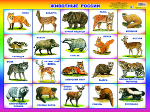 плакат - а2 животные россии 00045 /леда