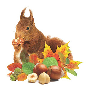 мини-плакат фигурный белка 100*100 10-10.01-0012 /miland изображение мини-плакат фигурный белка 100*100 10-10.01-0012 /miland