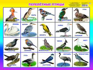 плакат - а2 перелетные птицы 00006 /леда