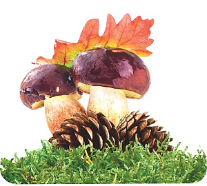 мини-плакат фигурный грибы и шишки 100*100 10-10.01-0009 /miland изображение мини-плакат фигурный грибы и шишки 100*100 10-10.01-0009 /miland